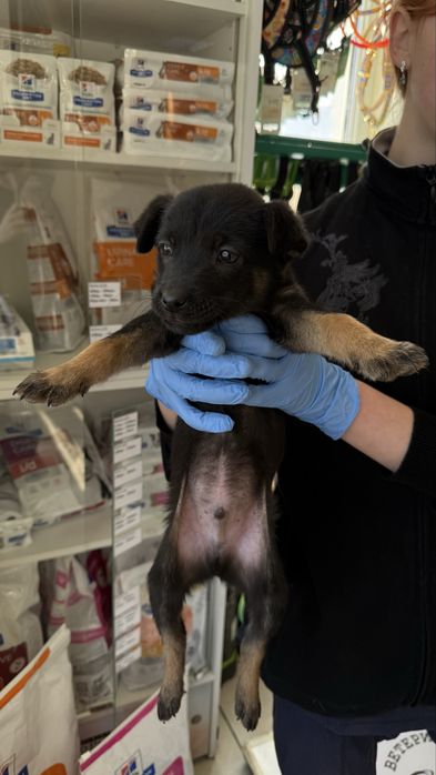 Цуценята шукають дім