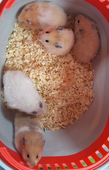 Chomik chomiki syryjskie samiczki.