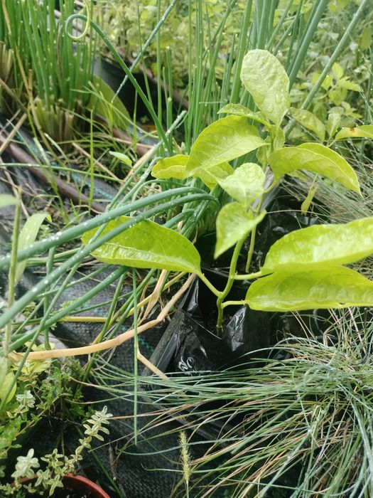 Planta Maracujá enraizado