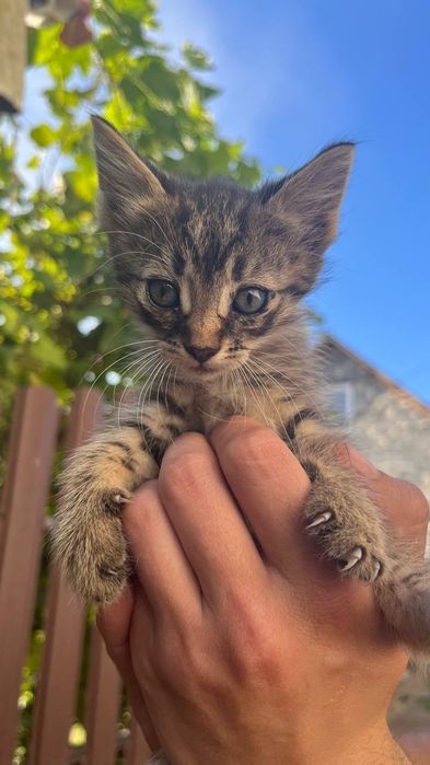 Віддам безкоштовно кошенят