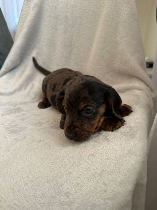 Jamniczek czekoladowy