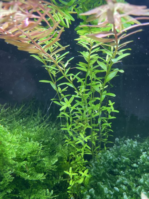 Живі акваріумні рослини
