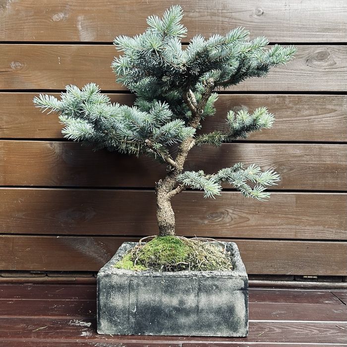 Bonsai w rezcnie wykonanej betonowej donicy