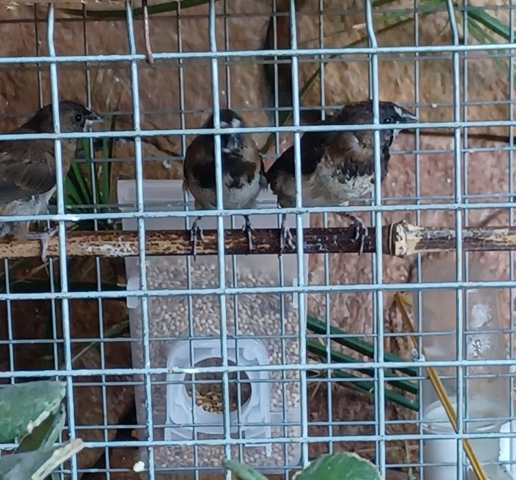 Bengalins aves deste ano