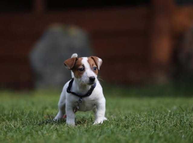 Jack Russel Terrier szczeniak