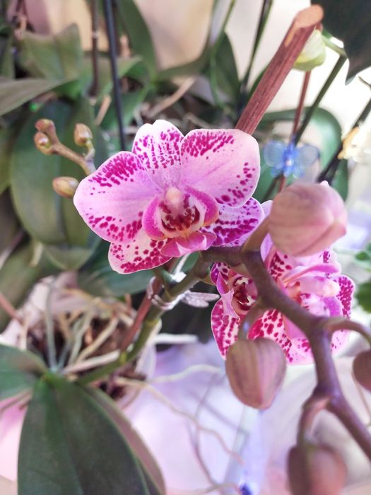 Домашні орхідеї сортові