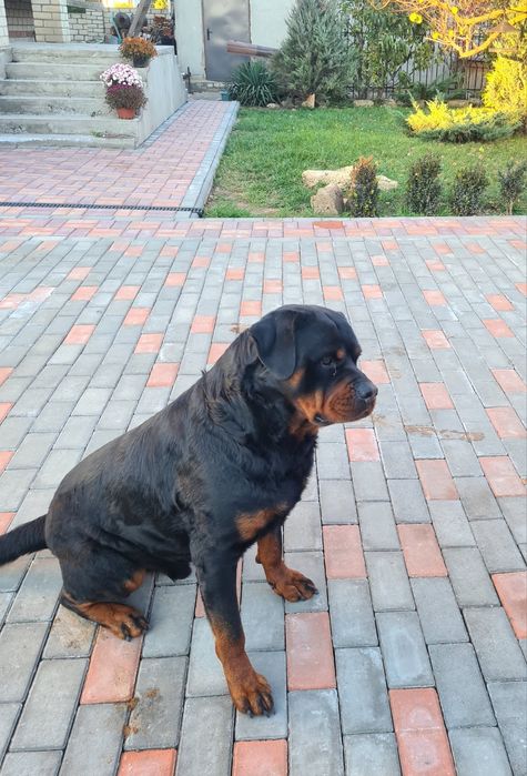 Вязка  ротвейлер