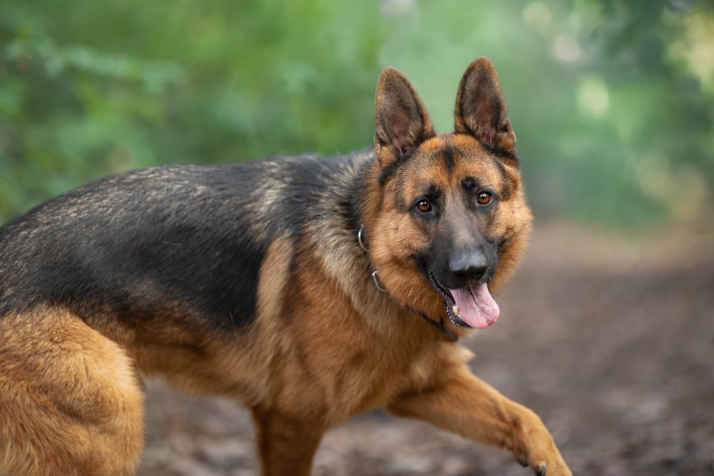 Thorgal- pies do adopcji