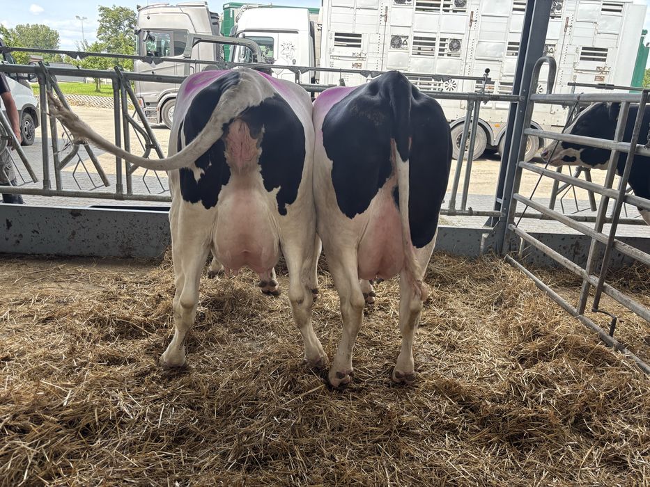 Jałówki cielne pierwiastki krowy . Import