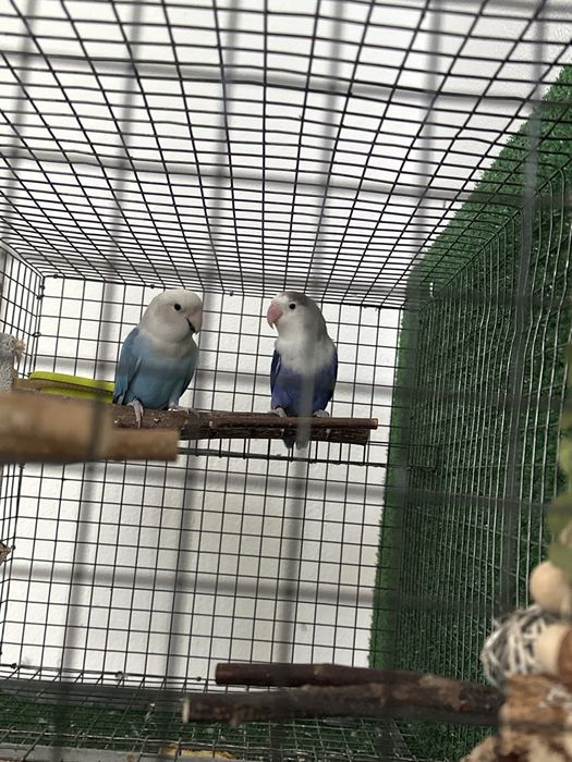 Love bird briding payer