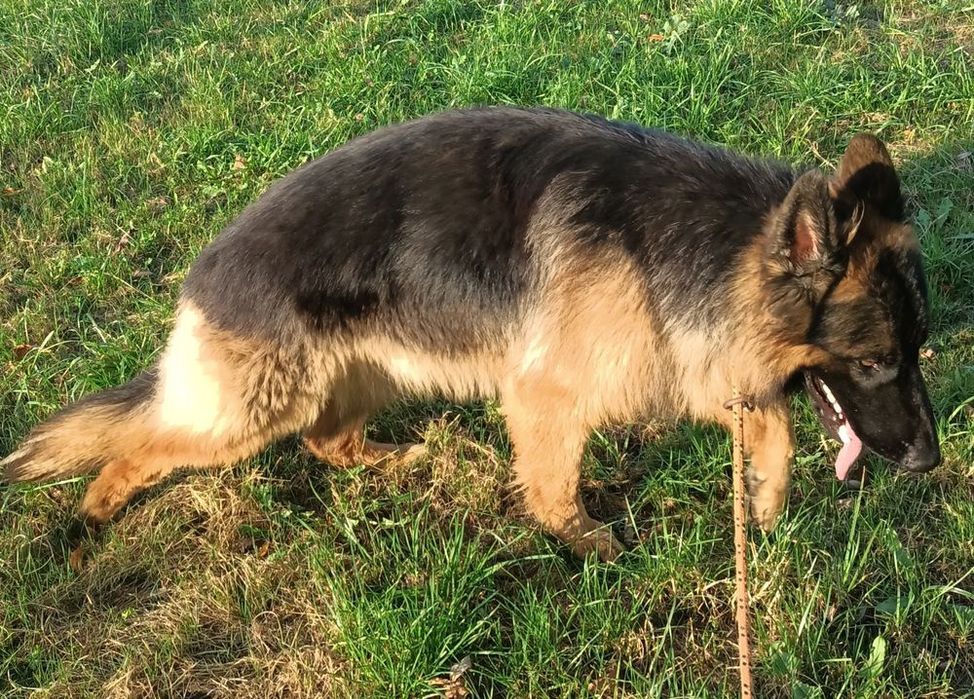 Owczarek Niemiecki Długowłosy- Szczenię do Rezerwacji