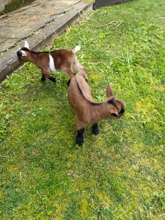 Vendo 4 cabras anãs muito meigas