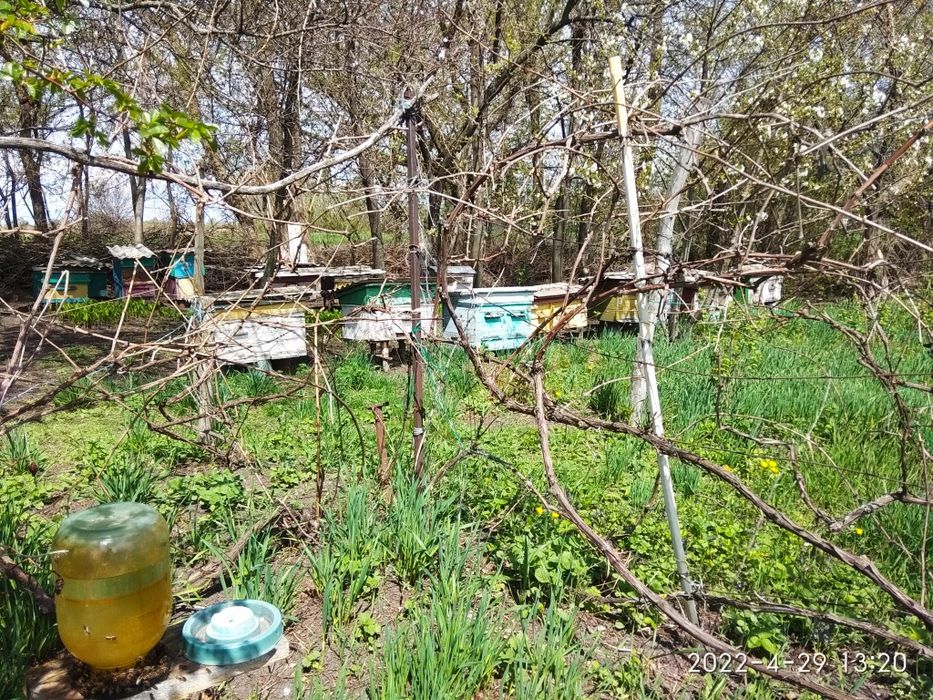 Продам бджолосім'ї та пакети