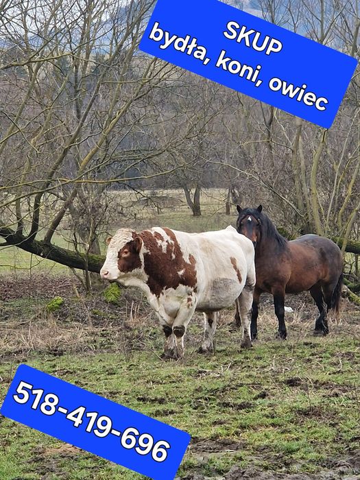 Skup bydla, koni,cieląt, owiec