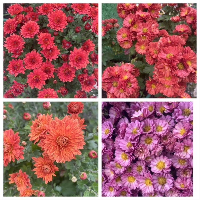 Хризантеми мультифлори та корейки