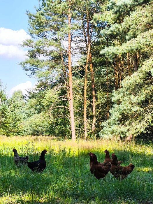 Jajka jaja od kur z wolnego wybiegu