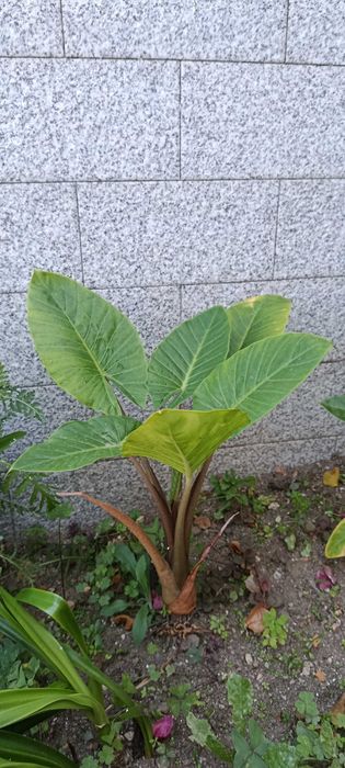 Planta natural exótica