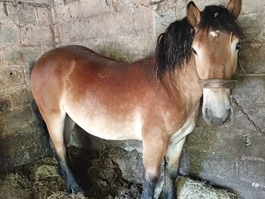 Sprzedam źrebaki zimnokrwiste