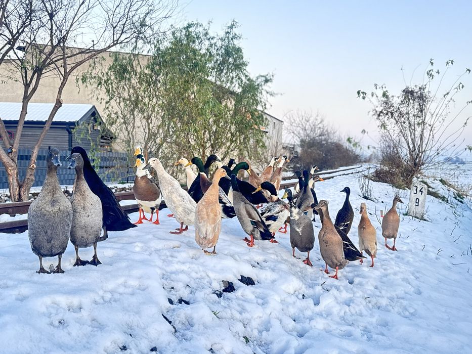 Biegusy indyjskie biegus kaczka kaczory , czubaty dziki , srokate