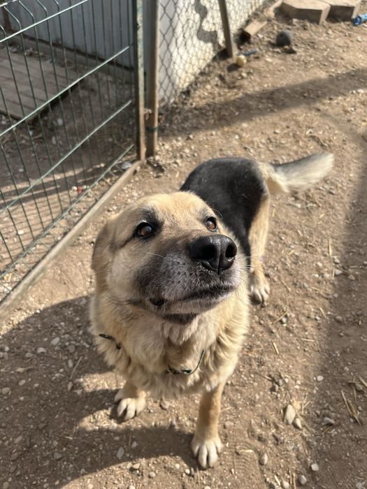 pies do adopcji za darmo