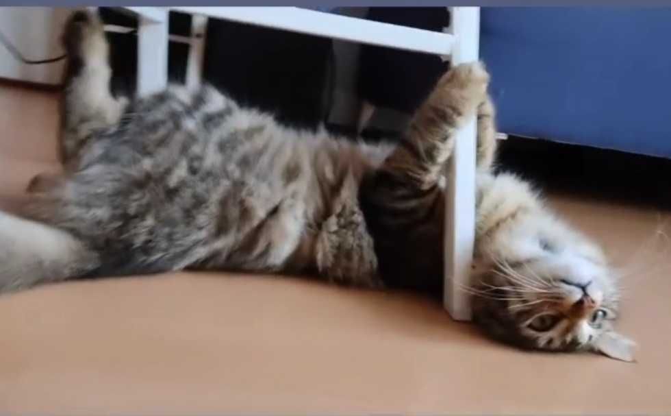 Adoção Responsável — Duas gatas esterelizadas