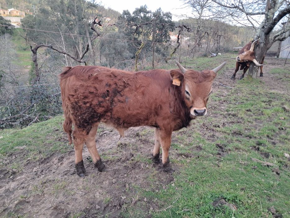 Vitelo barrosã  zona centro