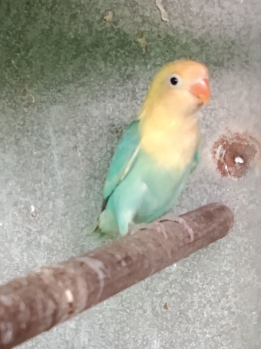 Fishers muito bonitos