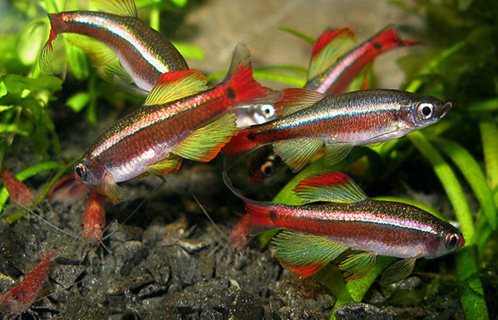 Kardynałek chiński - Tanichthys albonubes - dowozimy, wysyłamy