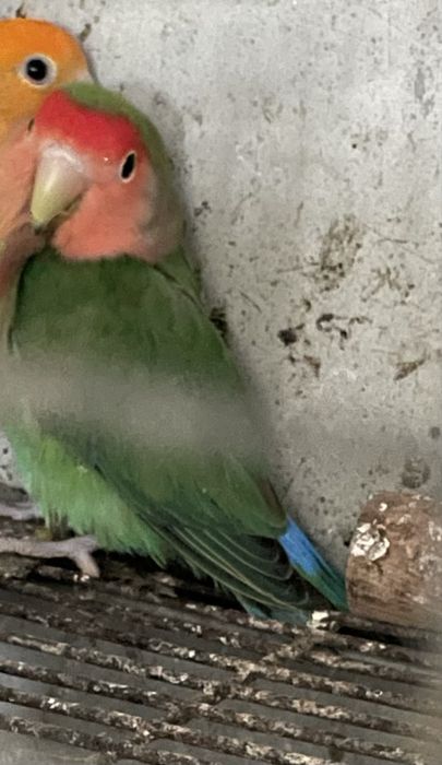 Agaponis rosseicollis macho adulto