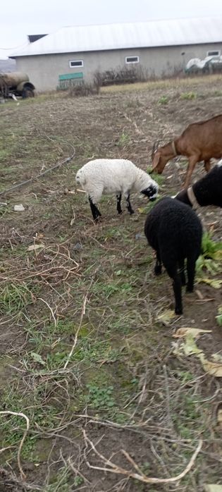 овечка   суміш дорпера і романівська