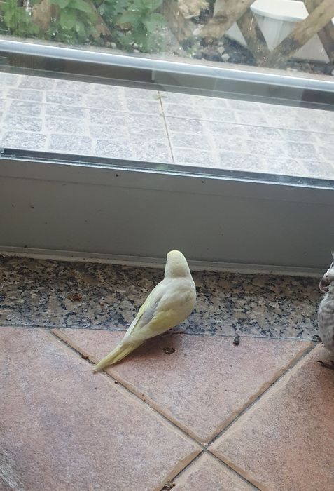 Caturras bébés a comer à seringa