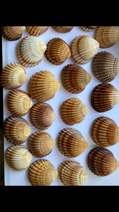 Ракушки бивальве
