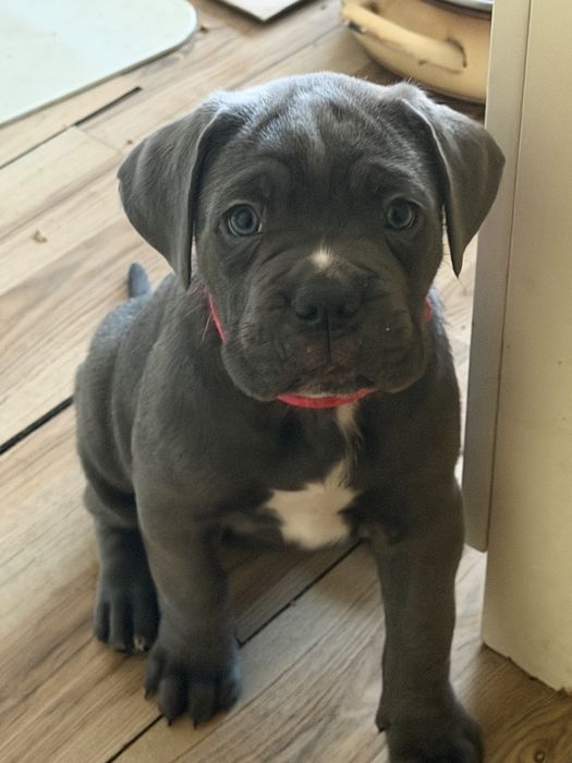 Cane Corso Italiano