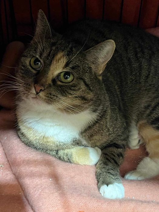 Bella - kotka do adopcji.