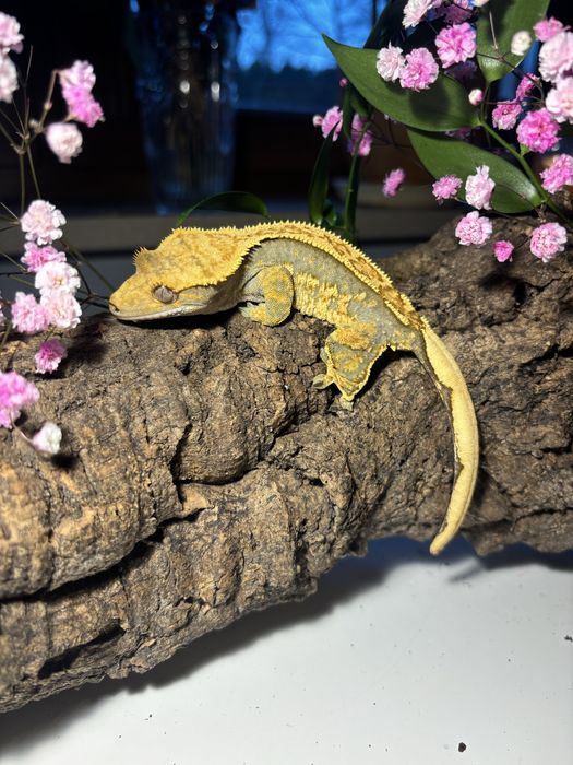 Sprzedam młode gekony orzęsione