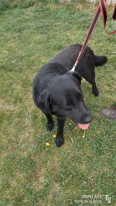 Heban labrador do adopcji