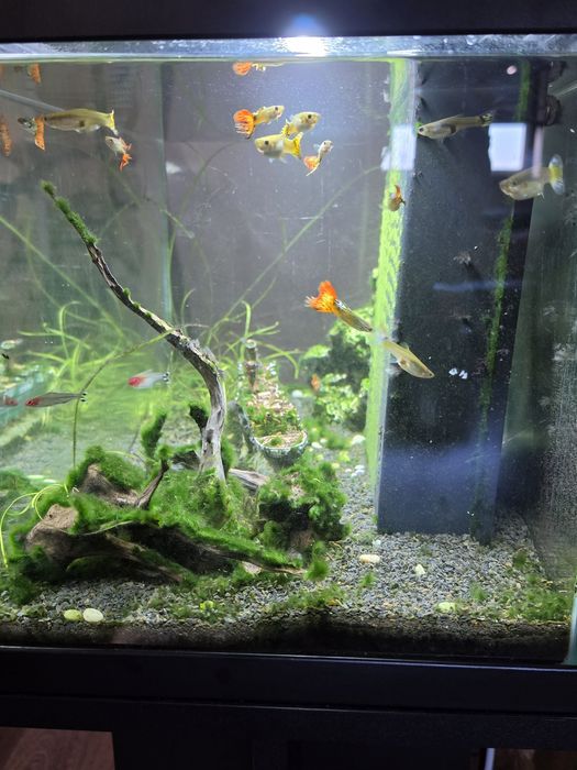Aquario Ciano 60 litros