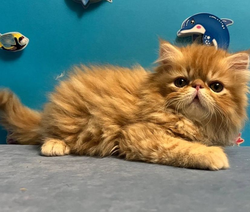 Персидське кошеня