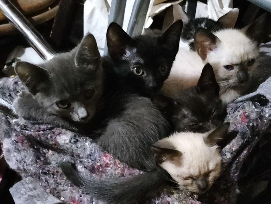 Gatinhos para adoção