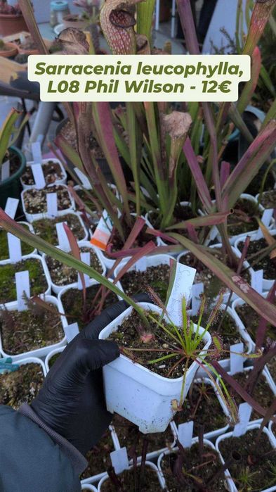 Plantas carnívoras - várias espécies