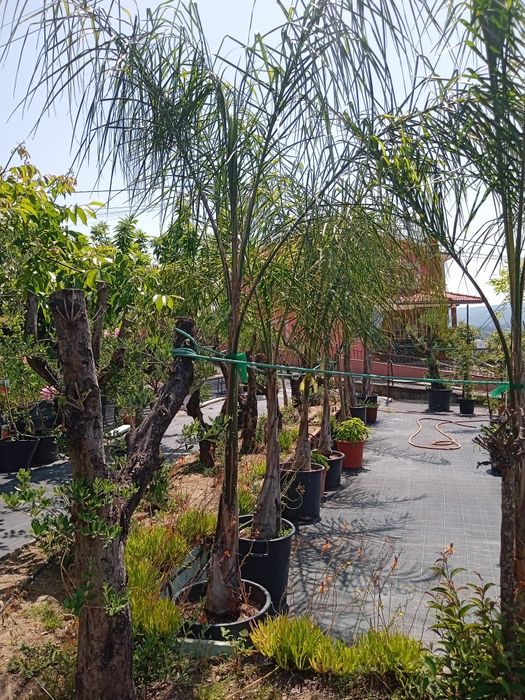 Grama brasileira/ tabuleiros de 104 pés / FAÇA SEBES COM FOTINIA