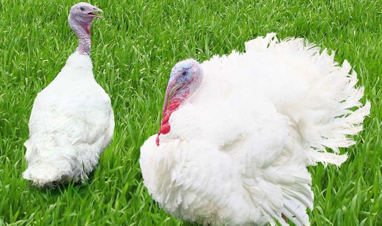 Яйця інкубаційні Індичі БЮТ 8