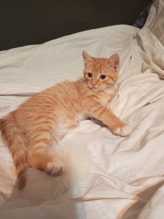 Котенок бесплатно