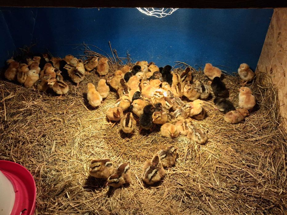 Pisklęta Australorp, Sandy, Leghorn, Zielononóżka