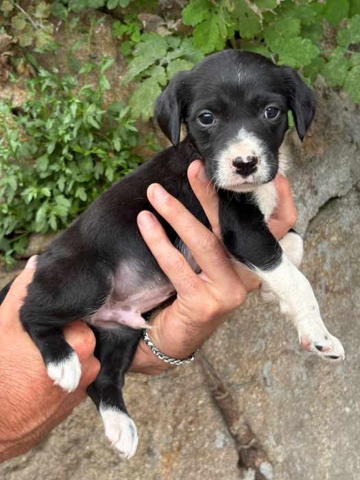 Helio - 2 meses, xEpagneul Breton