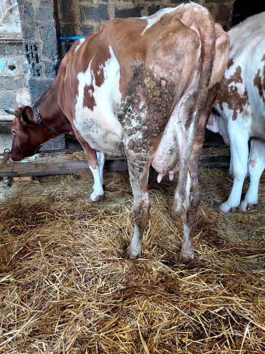 Sprzedam krowe (krowa)