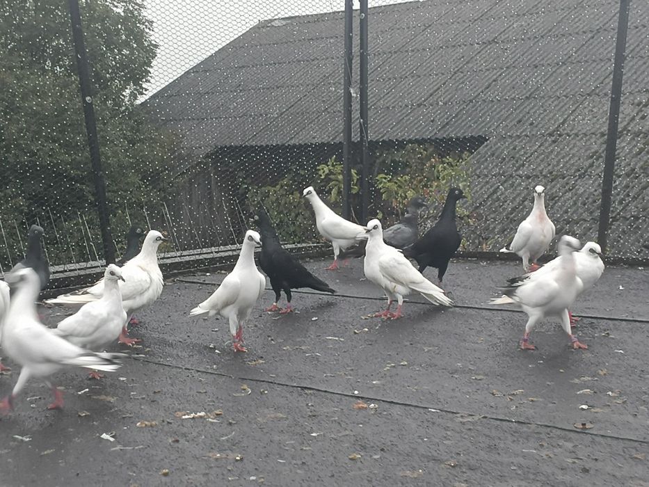 Zamienię gołębie