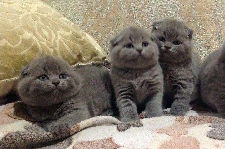 Вислоухие с документами котята,ждут вас!