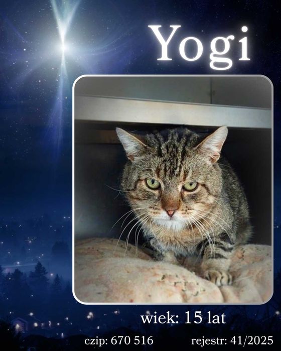 List do Św. Mikołaja – bezdomny kot YOGI / Olsztyn
