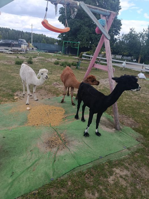Akpaki samce i Lama samiczka